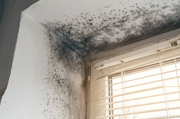 Affordable Attic Mold Remediation solutions in Solomons, MD